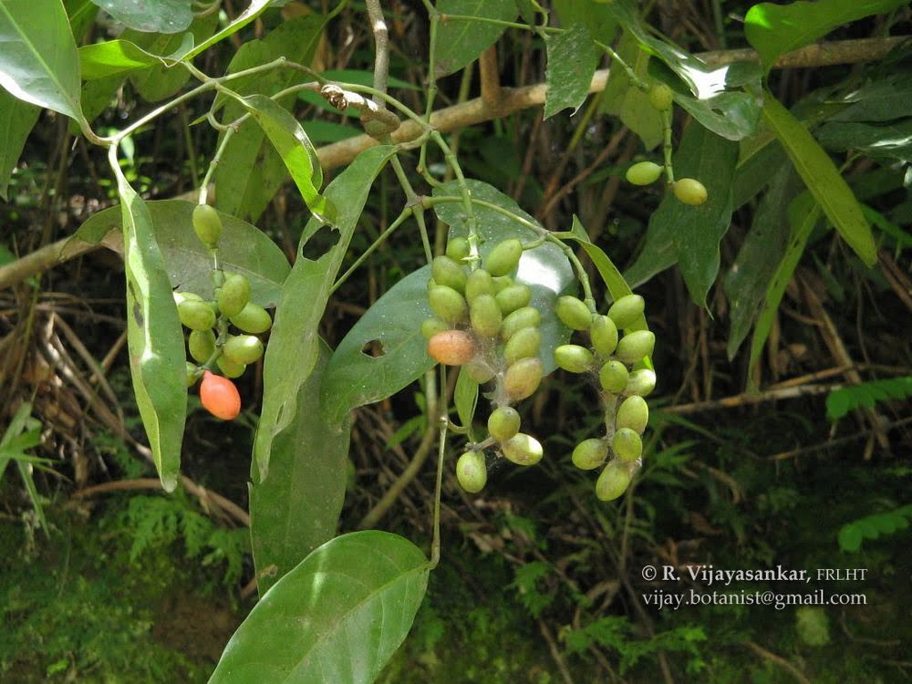 Gnetum Montanum Markgr